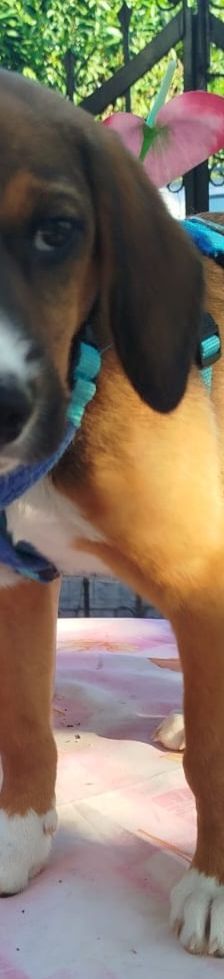 Ernst – Bracke-Mix, Männchen, 3 Monate, Griechenland – Foto 7