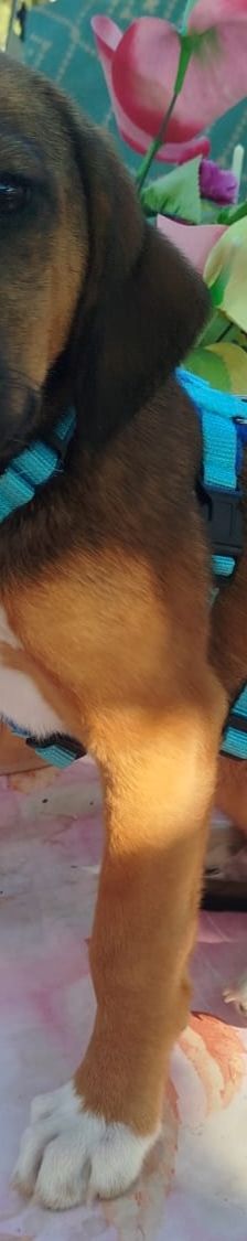 Ernst – Bracke-Mix, Männchen, 3 Monate, Griechenland – Foto 12