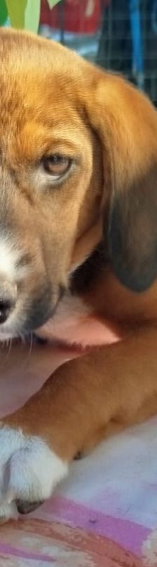 Ernst – Bracke-Mix, Männchen, 3 Monate, Griechenland – Foto 14