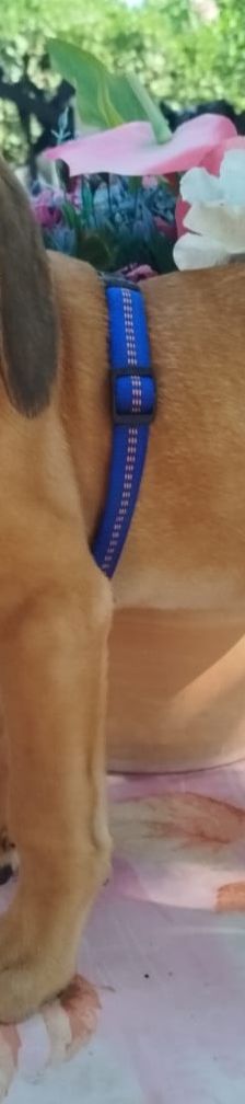 Erwin – Bracke-Mix, Männchen, 3 Monate, Griechenland – Foto 2