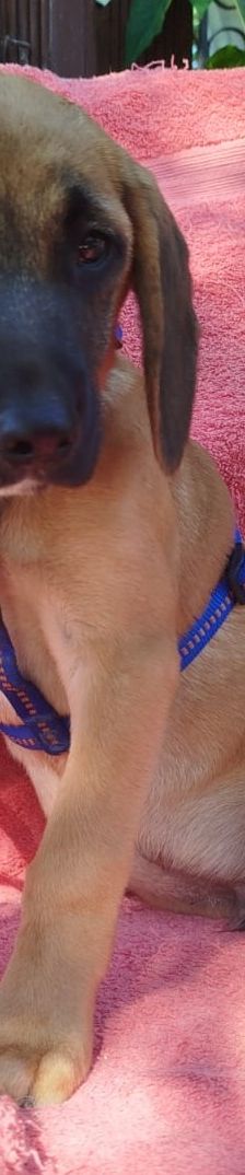 Erwin – Bracke-Mix, Männchen, 3 Monate, Griechenland – Foto 4