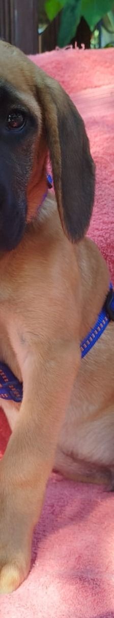 Erwin – Bracke-Mix, Männchen, 3 Monate, Griechenland – Foto 5
