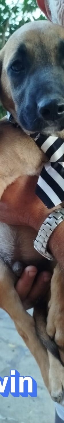 Erwin – Bracke-Mix, Männchen, 3 Monate, Griechenland – Foto 7