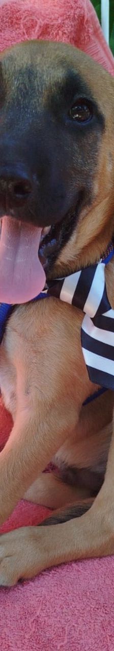 Erwin – Bracke-Mix, Männchen, 3 Monate, Griechenland – Foto 8