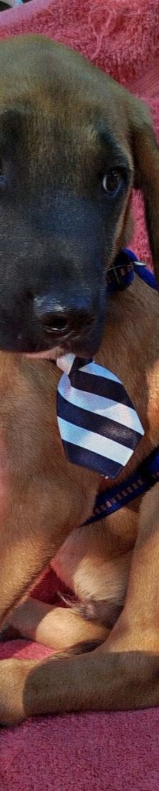 Erwin – Bracke-Mix, Männchen, 3 Monate, Griechenland – Foto 9