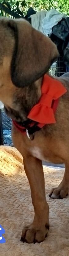 Ewalt – Bracke-Mix, Männchen, 3 Monate, Griechenland – Foto 2