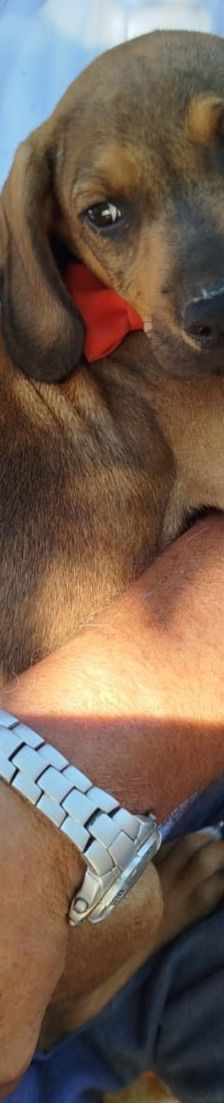 Ewalt – Bracke-Mix, Männchen, 3 Monate, Griechenland – Foto 4