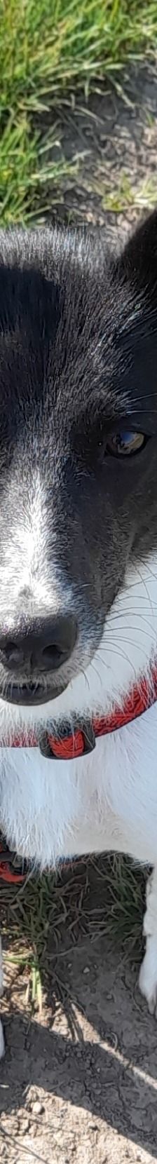 Lika – Laika-Mix, Weibchen, 1 Jahr 11 Monate, 91413 Unternesselbach – Foto 1