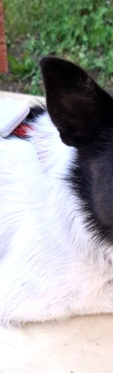 Lika – Laika-Mix, Weibchen, 1 Jahr 11 Monate, 91413 Unternesselbach – Foto 2