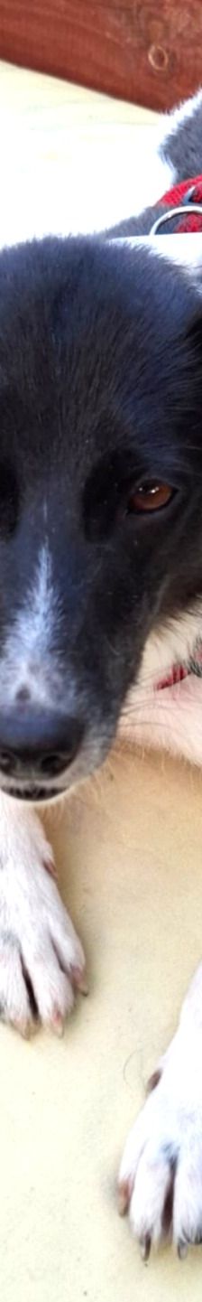 Lika – Laika-Mix, Weibchen, 1 Jahr 11 Monate, 91413 Unternesselbach – Foto 3