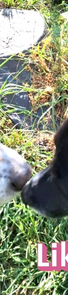 Lika – Laika-Mix, Weibchen, 1 Jahr 11 Monate, 91413 Unternesselbach – Foto 4