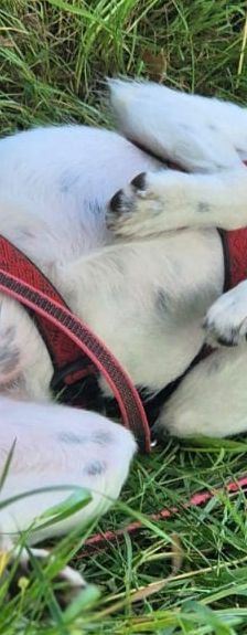 Lika – Laika-Mix, Weibchen, 1 Jahr 11 Monate, 91413 Unternesselbach – Foto 9