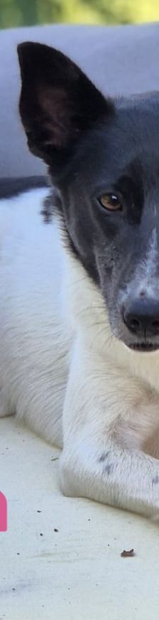 Lika – Laika-Mix, Weibchen, 1 Jahr 11 Monate, 91413 Unternesselbach – Foto 13