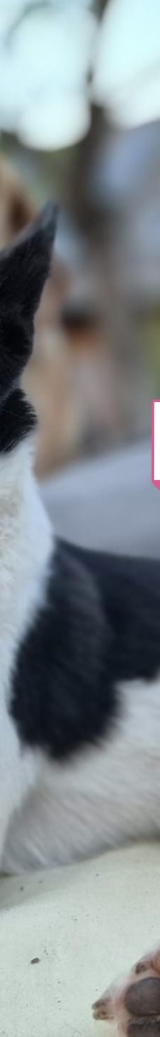 Lika – Laika-Mix, Weibchen, 1 Jahr 11 Monate, 91413 Unternesselbach – Foto 14
