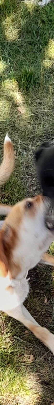 Lika – Laika-Mix, Weibchen, 1 Jahr 11 Monate, 91413 Unternesselbach – Foto 15