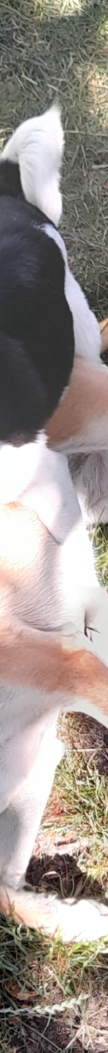 Lika – Laika-Mix, Weibchen, 1 Jahr 11 Monate, 91413 Unternesselbach – Foto 16