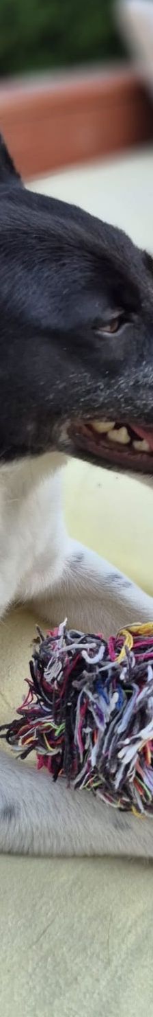 Lika – Laika-Mix, Weibchen, 1 Jahr 11 Monate, 91413 Unternesselbach – Foto 17