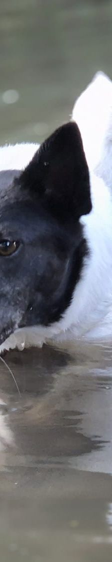 Lika – Laika-Mix, Weibchen, 1 Jahr 11 Monate, 91413 Unternesselbach – Foto 20