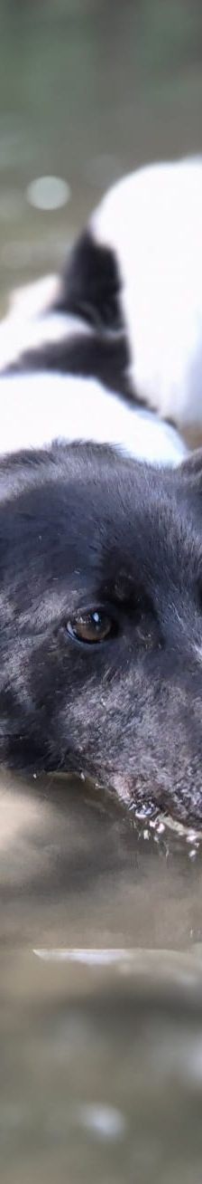 Lika – Laika-Mix, Weibchen, 1 Jahr 11 Monate, 91413 Unternesselbach – Foto 21