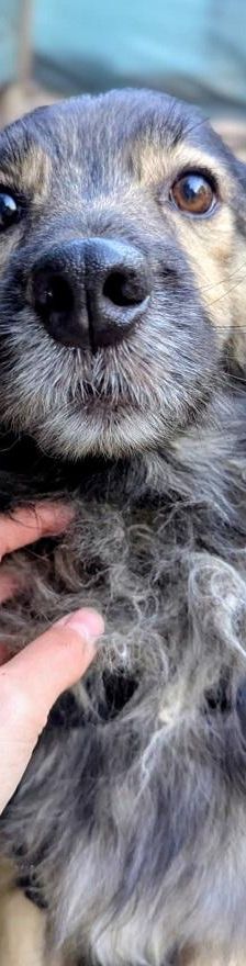 Kata – Mischling, Weibchen, 8 Jahre 5 Monate, Ungarn – Foto 1