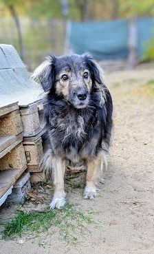 Kata – Mischling, Weibchen, 8 Jahre 5 Monate, Ungarn – Foto 3