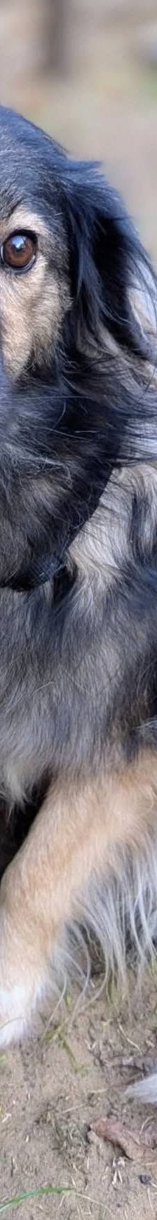 Kata – Mischling, Weibchen, 8 Jahre 5 Monate, Ungarn – Foto 6