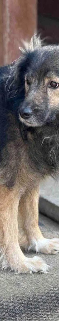 Kata – Mischling, Weibchen, 8 Jahre 5 Monate, Ungarn – Foto 9