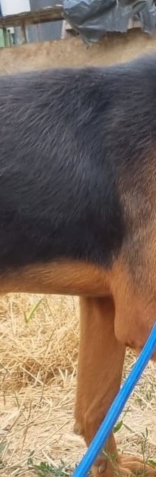 Ludwig – Bracke-Mix, Männchen, 6 Jahre 7 Monate, Griechenland – Foto 2