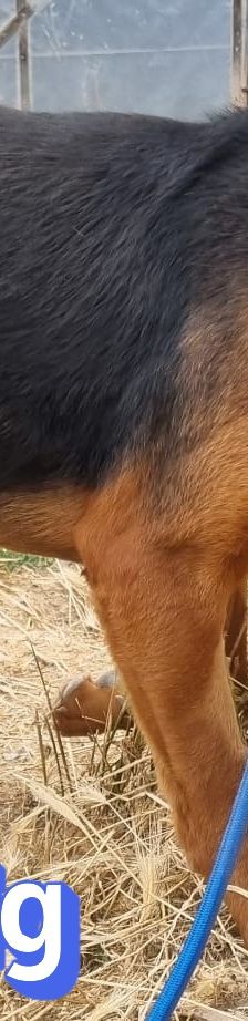 Ludwig – Bracke-Mix, Männchen, 6 Jahre 7 Monate, Griechenland – Foto 3