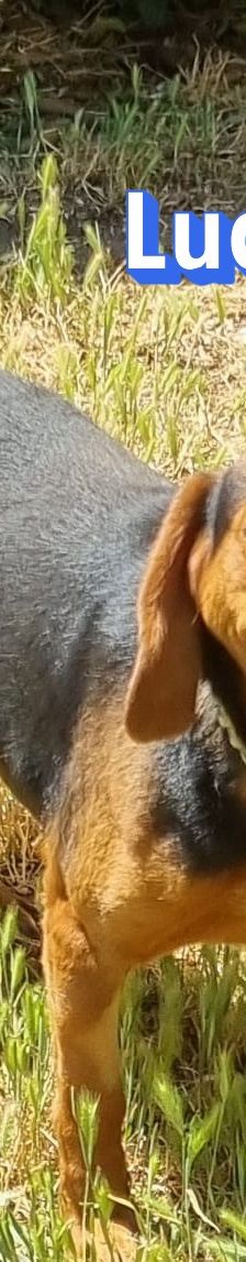 Ludwig – Bracke-Mix, Männchen, 6 Jahre 7 Monate, Griechenland – Foto 4