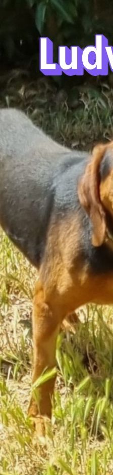 Ludwig – Bracke-Mix, Männchen, 6 Jahre 7 Monate, Griechenland – Foto 6