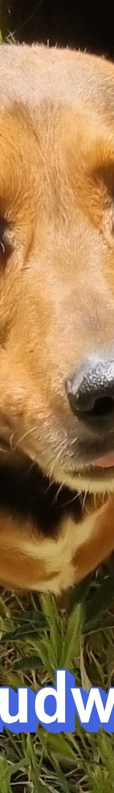 Ludwig – Bracke-Mix, Männchen, 6 Jahre 7 Monate, Griechenland – Foto 7