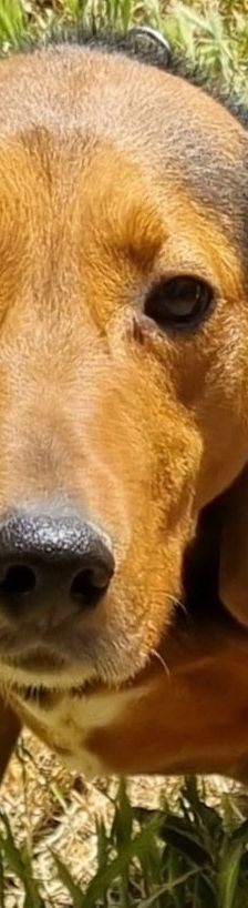 Ludwig – Bracke-Mix, Männchen, 6 Jahre 7 Monate, Griechenland – Foto 8