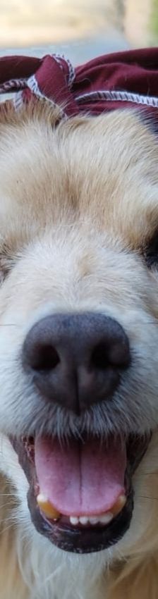 Cookie – Kokoni, Weibchen, 9 Jahre 10 Monate, Griechenland – Foto 1