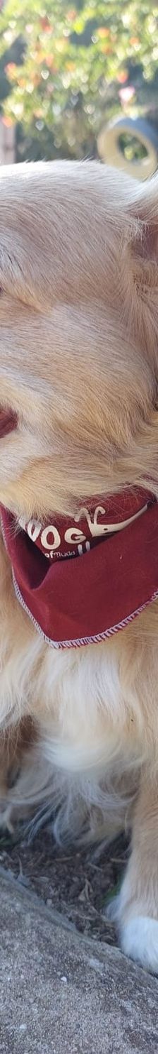 Cookie – Kokoni, Weibchen, 9 Jahre 10 Monate, Griechenland – Foto 2