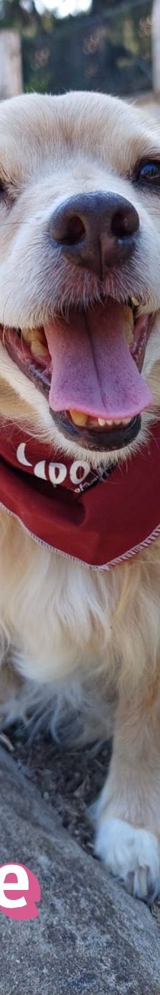 Cookie – Kokoni, Weibchen, 9 Jahre 10 Monate, Griechenland – Foto 3