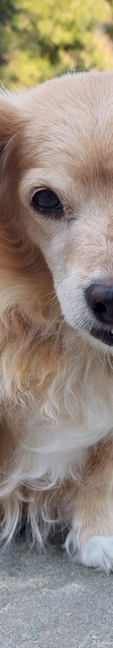 Cookie – Kokoni, Weibchen, 9 Jahre 10 Monate, Griechenland – Foto 4