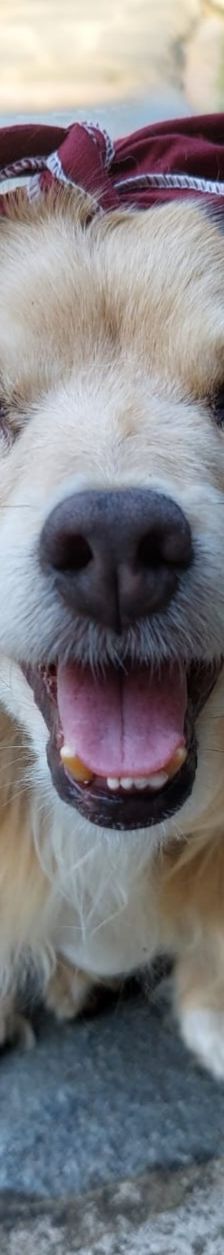 Cookie – Kokoni, Weibchen, 9 Jahre 10 Monate, Griechenland – Foto 5