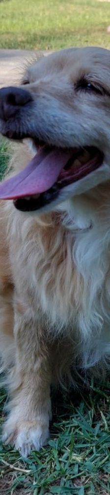 Cookie – Kokoni, Weibchen, 9 Jahre 10 Monate, Griechenland – Foto 6