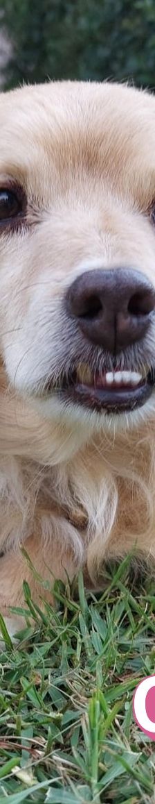Cookie – Kokoni, Weibchen, 9 Jahre 10 Monate, Griechenland – Foto 7