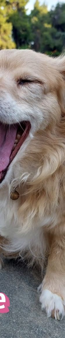 Cookie – Kokoni, Weibchen, 9 Jahre 10 Monate, Griechenland – Foto 8