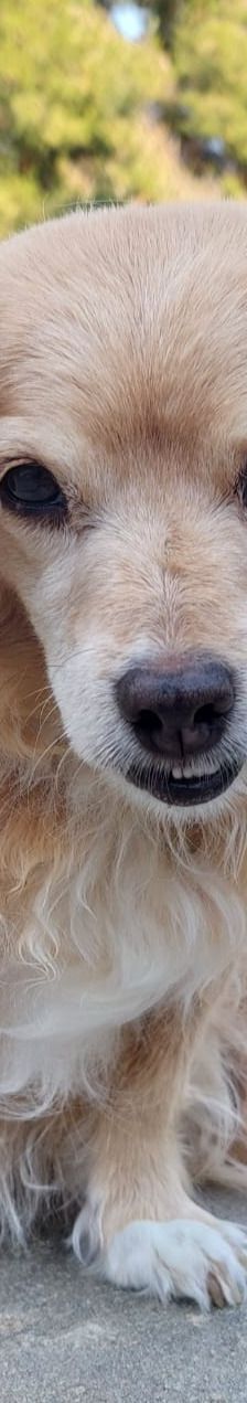 Cookie – Kokoni, Weibchen, 9 Jahre 10 Monate, Griechenland – Foto 10