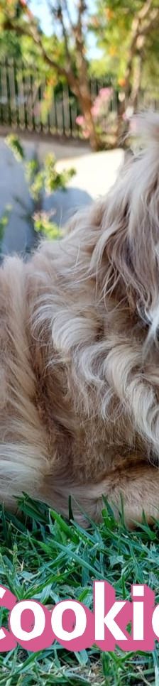 Cookie – Kokoni, Weibchen, 9 Jahre 10 Monate, Griechenland – Foto 11