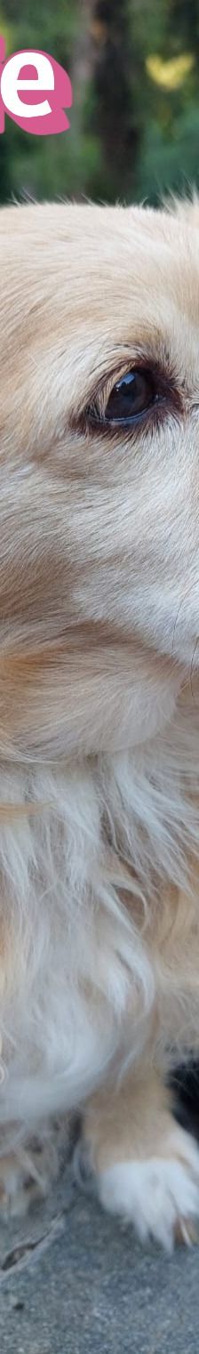Cookie – Kokoni, Weibchen, 9 Jahre 10 Monate, Griechenland – Foto 12