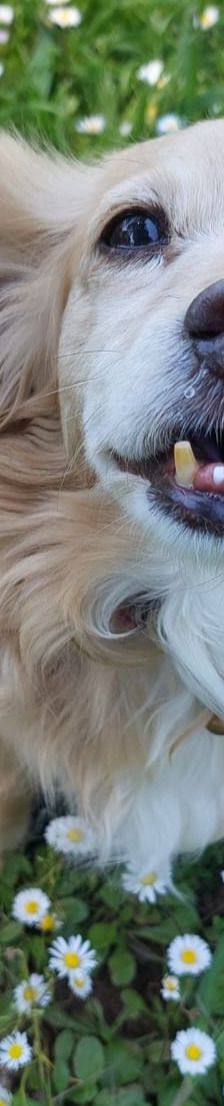 Cookie – Kokoni, Weibchen, 9 Jahre 10 Monate, Griechenland – Foto 13