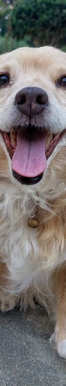 Cookie – Kokoni, Weibchen, 9 Jahre 10 Monate, Griechenland – Foto 14