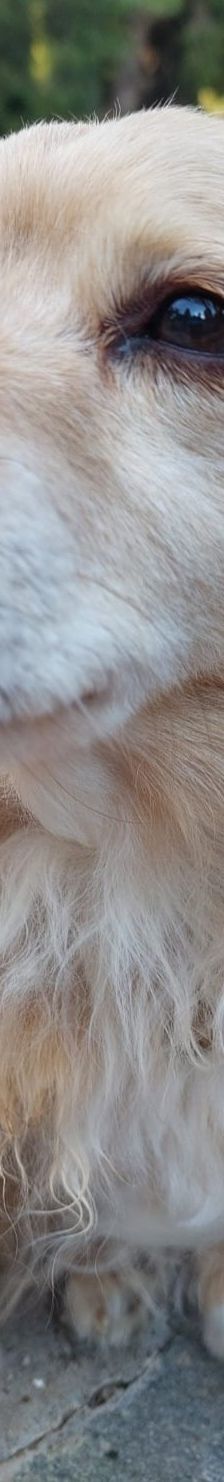 Cookie – Kokoni, Weibchen, 9 Jahre 10 Monate, Griechenland – Foto 15