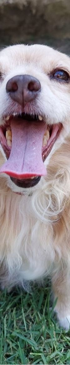 Cookie – Kokoni, Weibchen, 9 Jahre 10 Monate, Griechenland – Foto 16