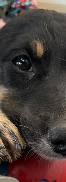 Adora – Mischling, Weibchen, 3 Monate, Griechenland – Foto 1