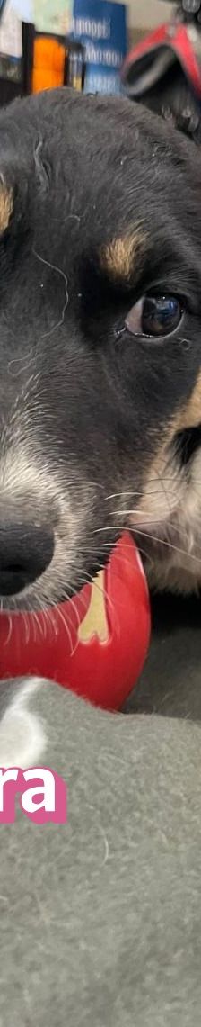 Adora – Mischling, Weibchen, 3 Monate, Griechenland – Foto 4